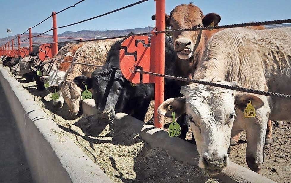 Revisará EU estados exportadores de ganado: Maru