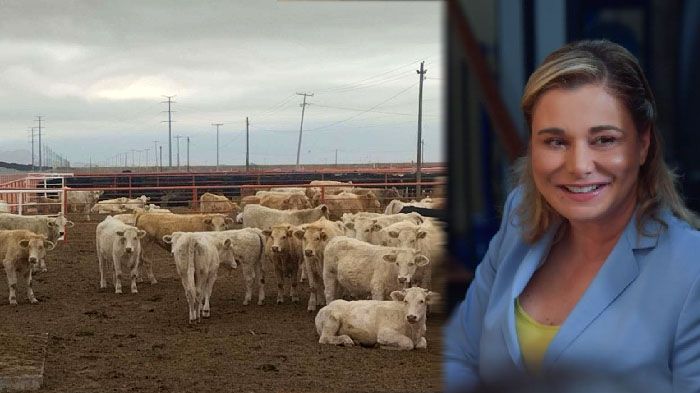 Celebra gobernadora reapertura de frontera a exportación de ganado
