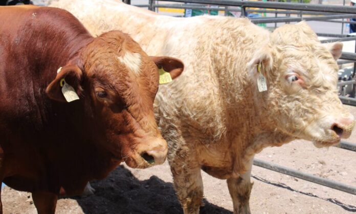 Chihuahua reafirma su compromiso de mantener al estado libre del gusano barrenador