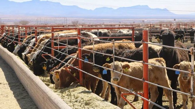Maru Campos refuerza el blindaje contra el gusano barrenador en Chihuahua