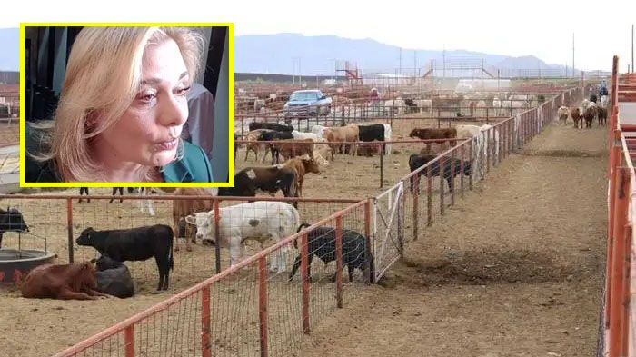 Se implementarán medidas adicionales para blindar ganado en Chihuahua: Maru Campos