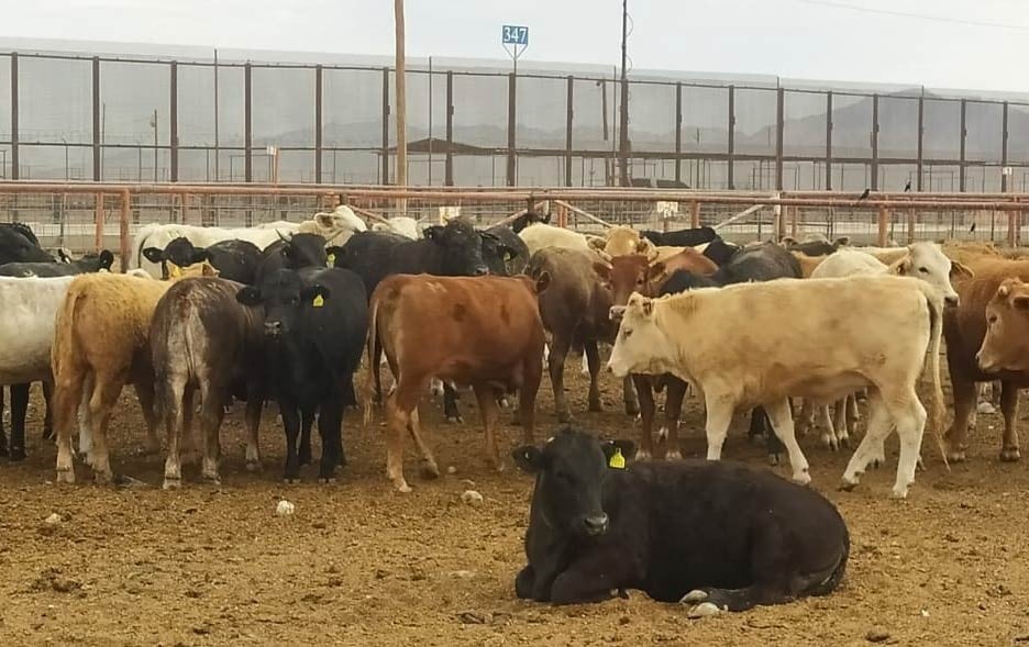 Buscan otros destinos para exportar ganado